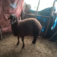 بره،قوچ،هترو،نژادی