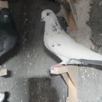 پرنده|پرنده|شیراز, ماه فیروزان|دیوار