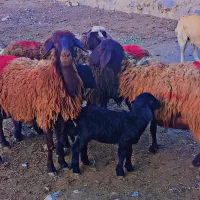 میش شیره دار