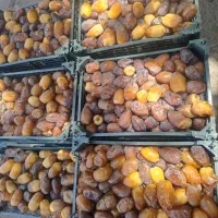 رطب خرما کبکاب تازه خشت سبدی|خوردنی و آشامیدنی|قم, باغ شریفی|دیوار