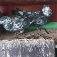 ۸عدد کفتر|پرنده|تهران, انبار نفت|دیوار