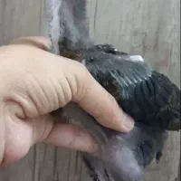 جوجه لاری اصیل|حیوانات مزرعه|تهران, جوادیه|دیوار