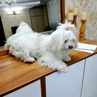 سگ شیتزو مالتیز پاکوتاه