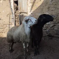 فروش قوچ داشتی|حیوانات مزرعه|دیواندره, |دیوار