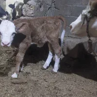گوساله ماده شیری سمینتال اصل