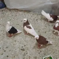 کفتر رنگی|پرنده|شیراز, شهرک رضوان|دیوار