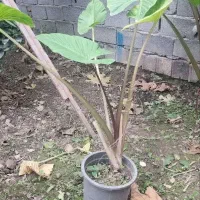 گل بابادم|گل و گیاه طبیعی|آمل, |دیوار