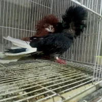 کبوتر.شامپیون