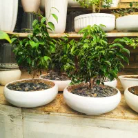 گل بنسای زامفولیا|گل و گیاه طبیعی|اراک, |دیوار