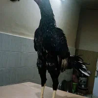 خروس لاری نسل