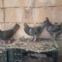 زاغ|پرنده|تربت جام, شهرک آزادگان|دیوار