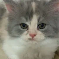 گربه|گربه|اردبیل, |دیوار