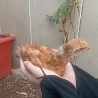 سه عدد جوجه رسمی بزرگ سالم