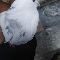 کبوتر طوقی سرور ماده. و50 کیلو گندم|پرنده|قم, زنبیل آباد|دیوار
