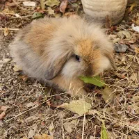 خرگوش لوپ نسکافه ای