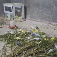 مرغ عشق