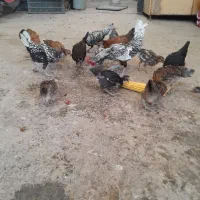 جوجه مرغ وقوقازومرغ خروس سیبرایت