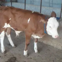 فروش گوساله اصیل