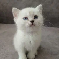 گربه های بریتیش|گربه|تهران, آسمان|دیوار