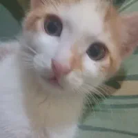 گربه ۳ ماهه