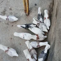 کبوتر پلنگ نباتی|پرنده|سیلاخور, |دیوار