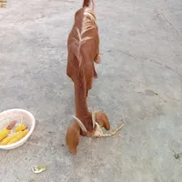 حیوانات مزرعه