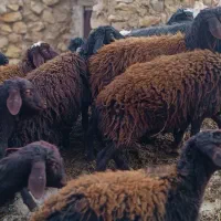 بره ماده درجه یک بدون عیبو ایراد