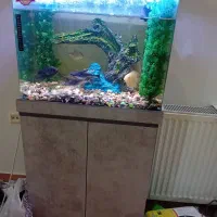 آکواریوم کمد دار به همراه ماهی