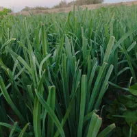 سبزیجات خوب قیمت خوب|خوردنی و آشامیدنی|کاشان, دانشگاه شهید رجایی|دیوار