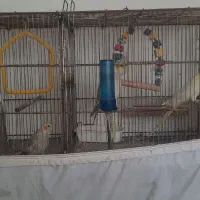 ۶ عدد عروس هلندی