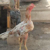 لاری افغان مرغ،خروس و جوجه|حیوانات مزرعه|اصفهان, جنیران (لادان)|دیوار