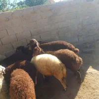 بره های نژادار هارو و هترو
