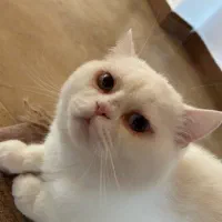 گربه نر بریتیش چشم دو رنگ یکساله