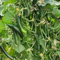 فروش خیار درجه یک