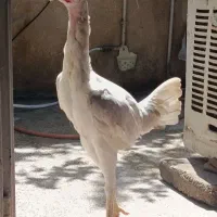مرغ لاری