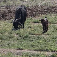 ۱ بز سیاه با بزغاله