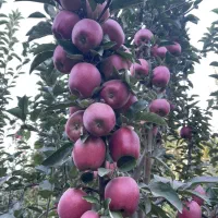نهالستان پالیز ارقام دیرگل و پربار مناسب سرما|خدمات باغبانی و درختکاری|عجب شیر, |دیوار