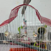 عروس هلندی|پرنده|مریوان, |دیوار