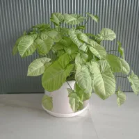 گل طبیعی سینگینیوم وسانسوریا