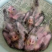 عروس هلندی
