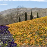 زمین-باغی-در-دستجرد