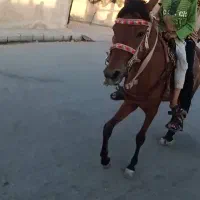 کره نریون 3 سال|اسب و تجهیزات اسب‌سواری|خلیل آباد, |دیوار