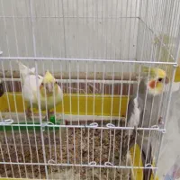 عروس هلندی|پرنده|رشت, فلسطین|دیوار