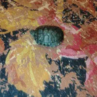 دوعدد گوش قرمز|خزنده|کرمان, |دیوار