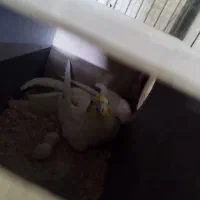 سه جفت عروس