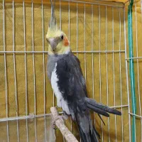 عروس هلندی نر