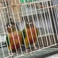 جفت گرینچیک جوانه فول قرمز