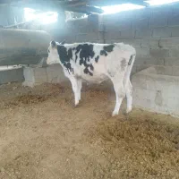 گوساله نر سیمینتال|حیوانات مزرعه|شیراز, کوشک میدان|دیوار