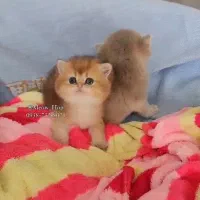 گربه اسکاتیش|گربه|شهرکرد, |دیوار