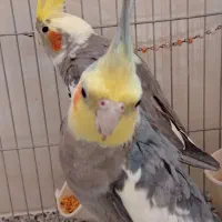 عروس هلندی|پرنده|قم, منبع آب|دیوار